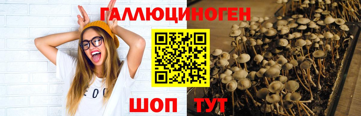 Псилоцибиновые грибы Psilocybe  Вход с VPN  Гуково 